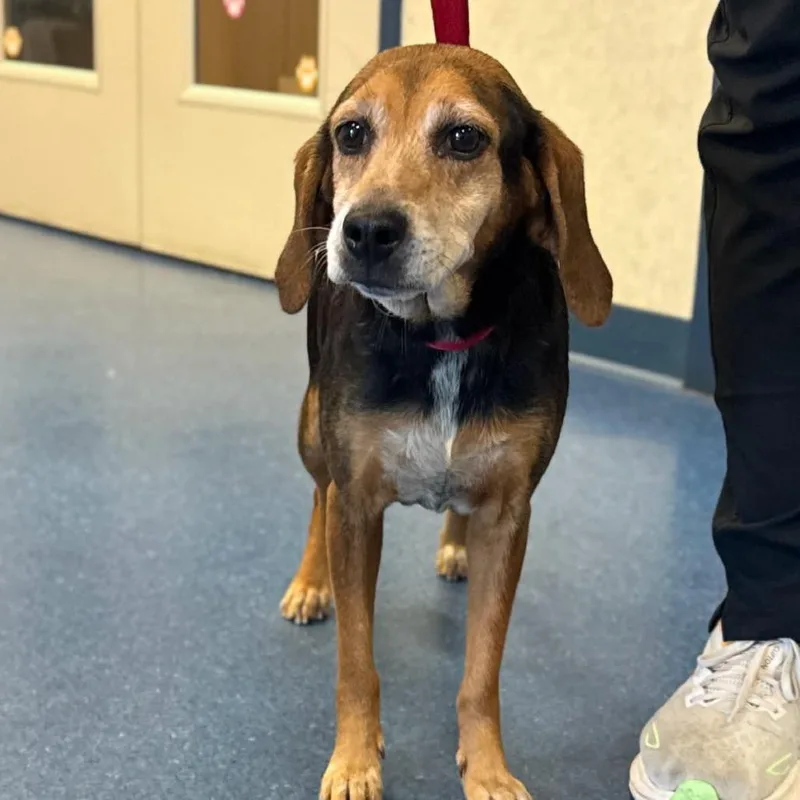 An adult medium-sized female Yellow / Tan / Blond / Fawn Beagle dog named Piggly for adoption in Fairfax Station, VA