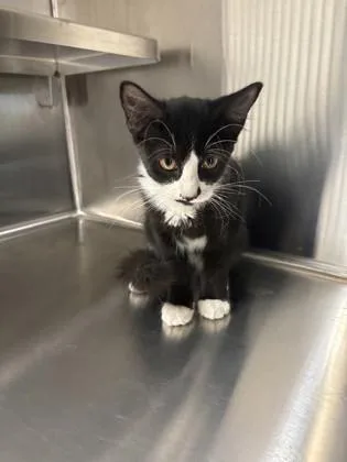 A young small-sized female Domestic Short Hair cat named Anastasia for adoption in Daphne, AL