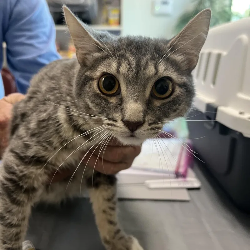 A young medium-sized male Gray / Blue / Silver Domestic Short Hair cat named Mikey for adoption in Las Vegas, NV
