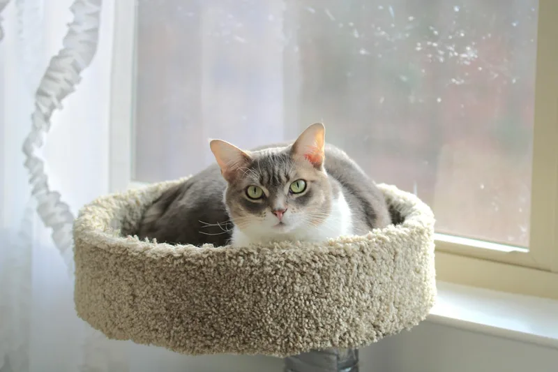 An adult medium-sized female Gray & White Domestic Short Hair cat named Chauncey for adoption in Greensboro, NC