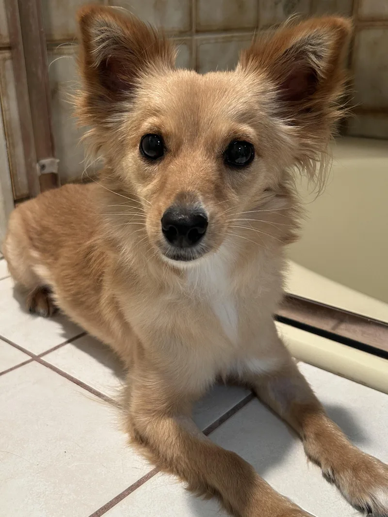 A young small-sized female Pomeranian dog named Foxy Girl for adoption in El Cajon, CA