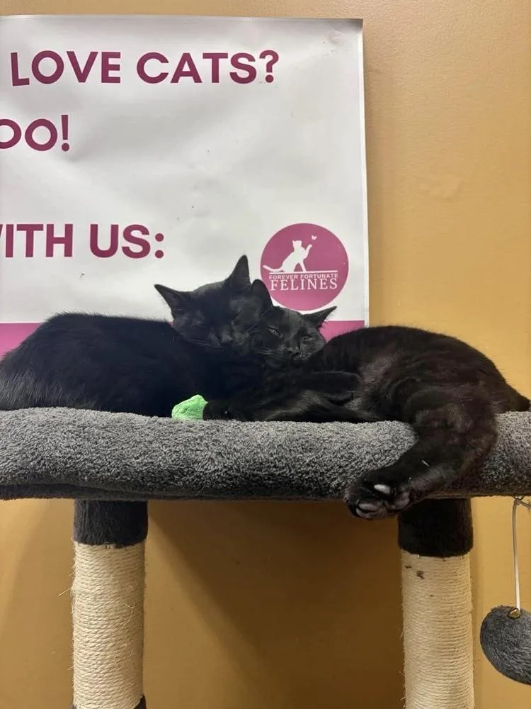 A baby small-sized male Domestic Short Hair cat named Wave for adoption in Chicago, IL