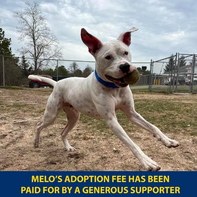 Melo