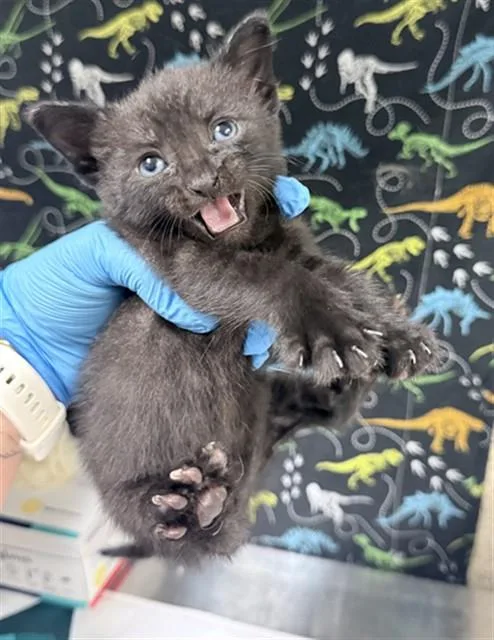 A baby small-sized male Domestic Short Hair cat named August for adoption in Riverside, CA