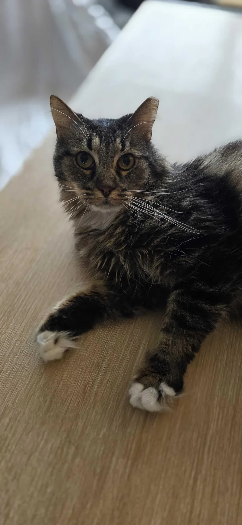 An adult medium-sized male Domestic Short Hair cat named Poppy Rm for adoption in Rockaway, NJ