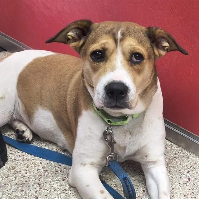 A young large-sized female Australian Cattle Dog / Blue Heeler dog named Mulberry for adoption in Tucson, AZ