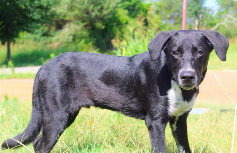 A young large-sized male Black Catahoula Leopard Dog dog named Stars for adoption in Jacksonville, TX