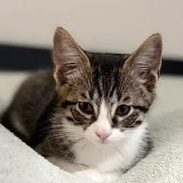 A baby medium-sized male Tabby cat named Sawyer for adoption in Woodland Hills, CA