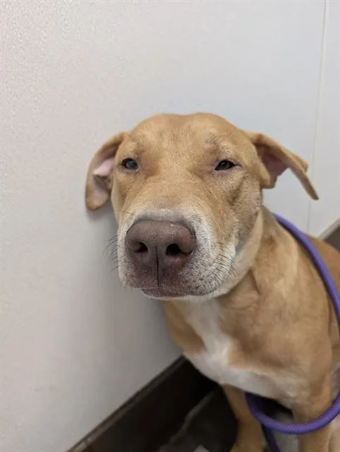 A young medium-sized male Pit Bull Terrier dog named Cannoli for adoption in Tucson, AZ