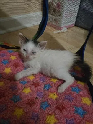 A baby small-sized male Domestic Short Hair cat named Maison for adoption in Lawrenceville, GA