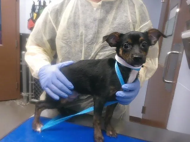 A baby small-sized male Chihuahua dog named Chip for adoption in Phoenix, AZ