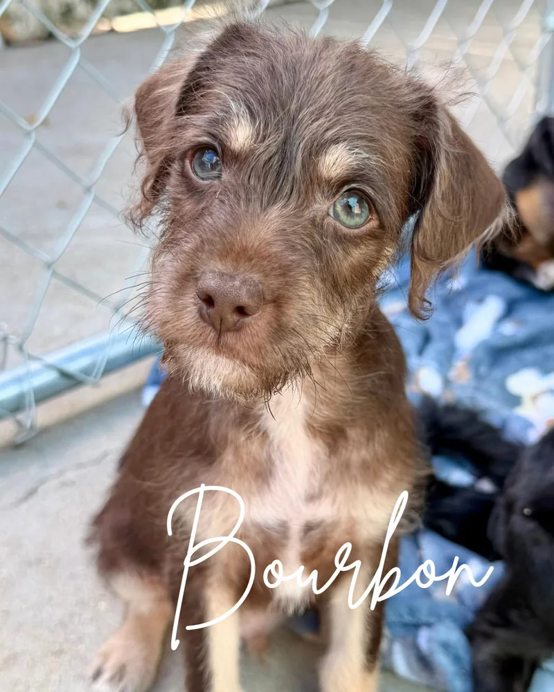 A baby small-sized male Brown / Chocolate Miniature Schnauzer dog named Bourbon for adoption in Herald, CA