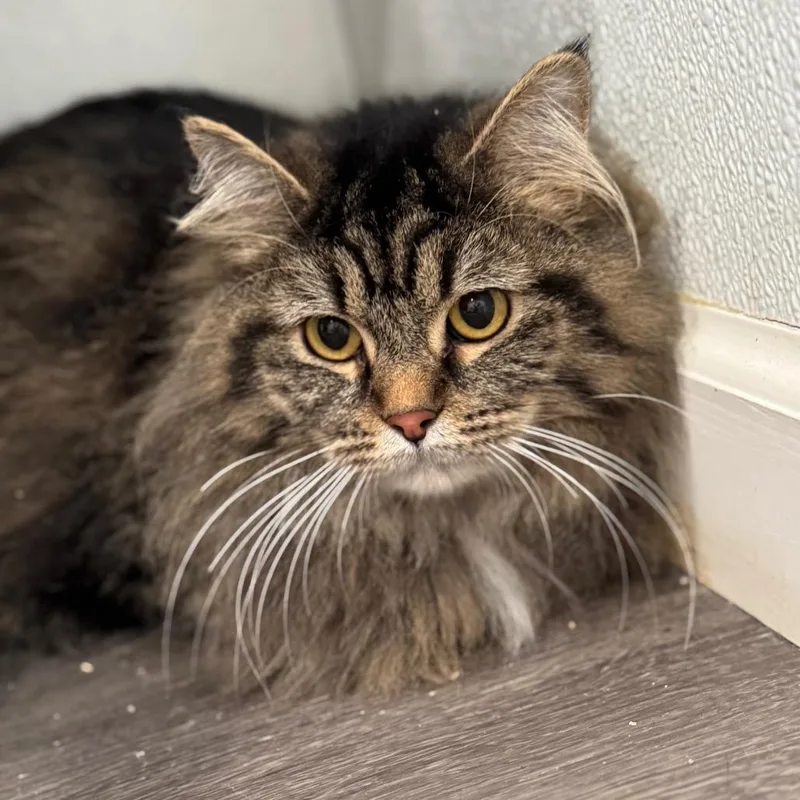 Dolganna Of Caldarra