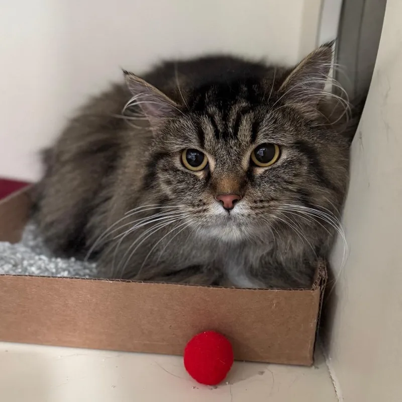 Dolganna Of Caldarra thumbnail 2