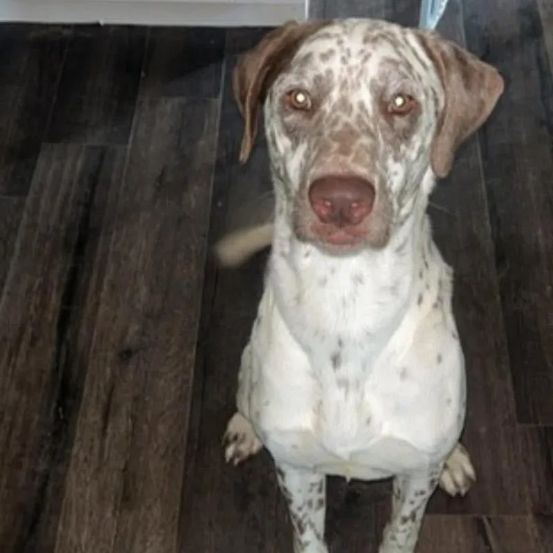 An adult medium-sized male White / Cream German Shorthaired Pointer dog named Jake for adoption in Chillicothe, IL