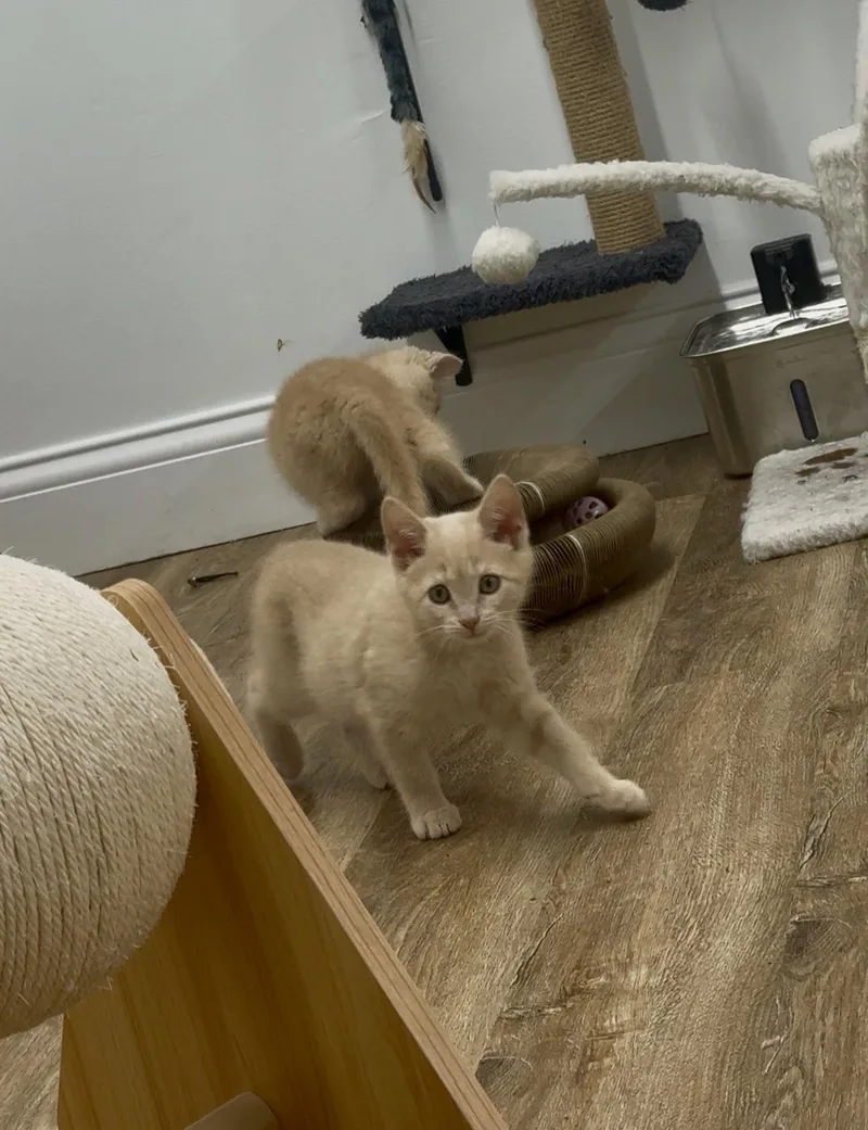 A baby medium-sized male Buff / Tan / Fawn Domestic Short Hair cat named Glenn for adoption in Cincinnati, OH