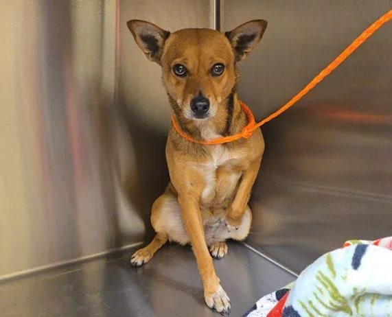 A young medium-sized female Australian Cattle Dog / Blue Heeler dog named Maisie for adoption in Tustin, CA