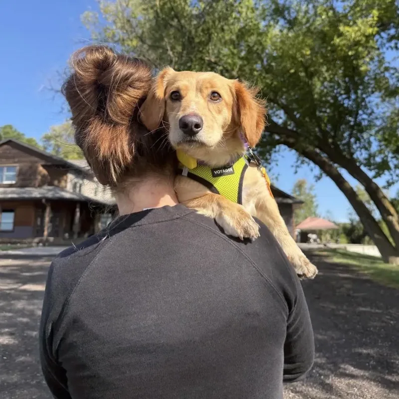 A young medium-sized female Cocker Spaniel dog named Skye D for adoption in Princeton, MN