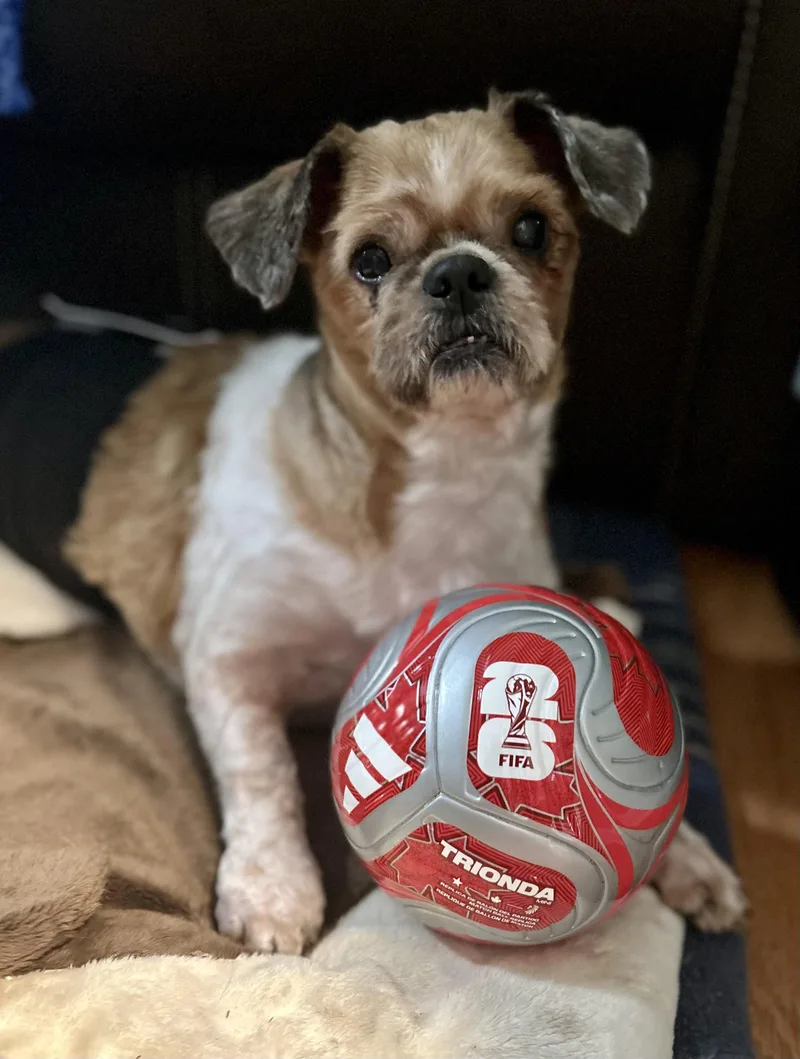 A senior medium-sized male Shih Tzu dog named Samson for adoption in Knoxville, TN