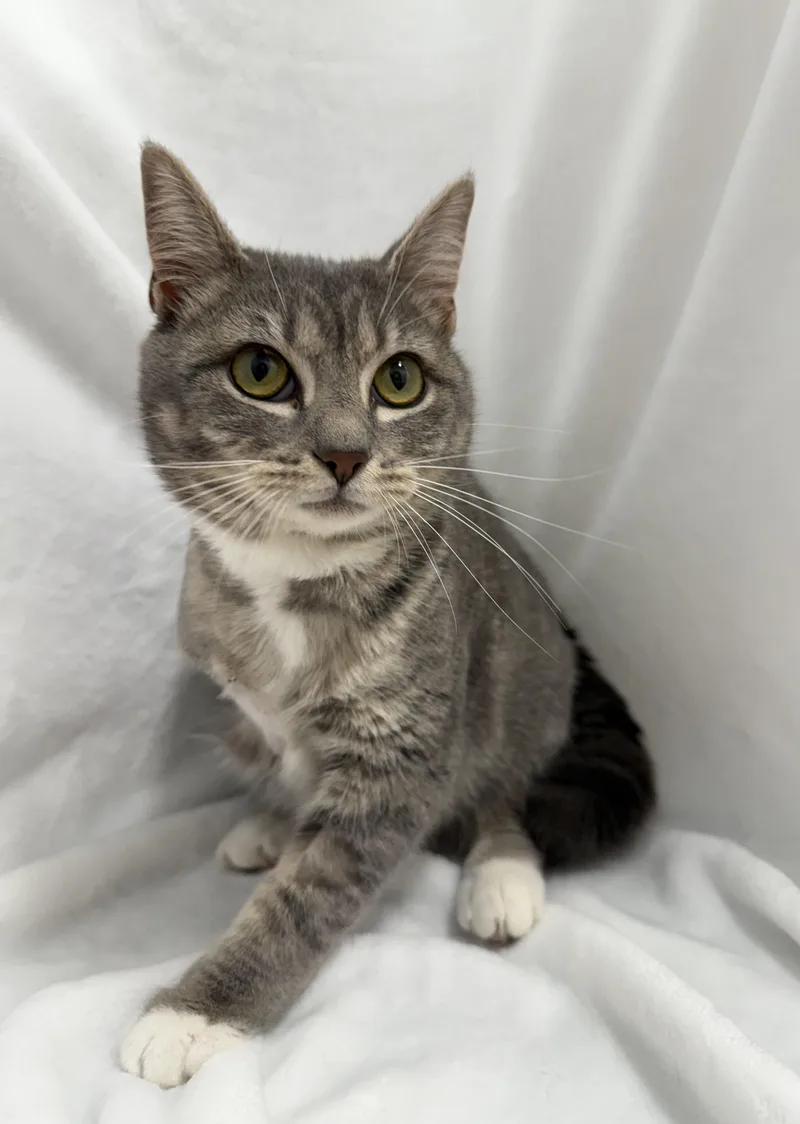 A young medium-sized female Tabby (Gray / Blue / Silver) Domestic Short Hair cat named Maisy for adoption in Greensboro, NC