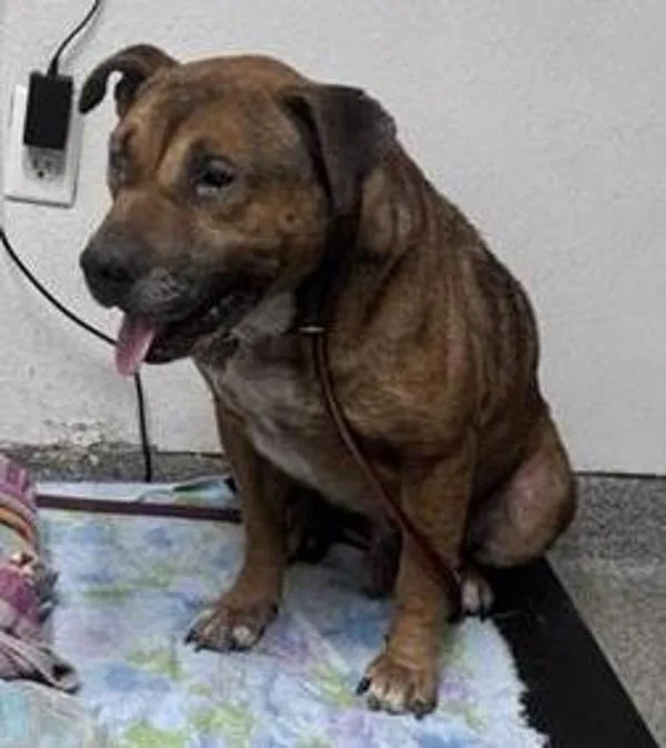 An adult large-sized male Pit Bull Terrier dog named Chickaroo for adoption in Escondido, CA