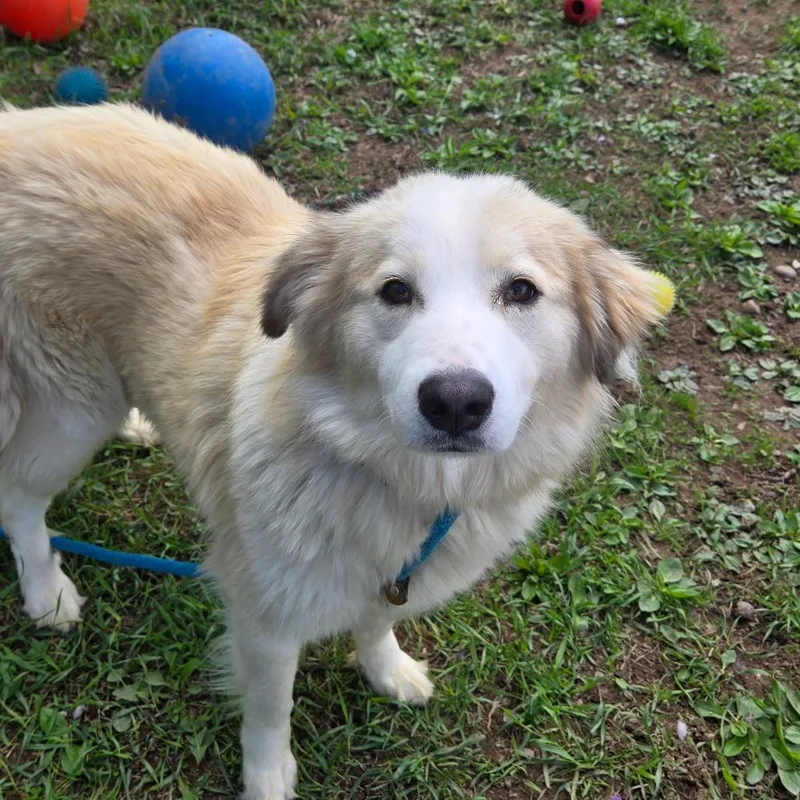 A young medium-sized female White / Cream Australian Shepherd dog named Sky for adoption in Park Falls, WI
