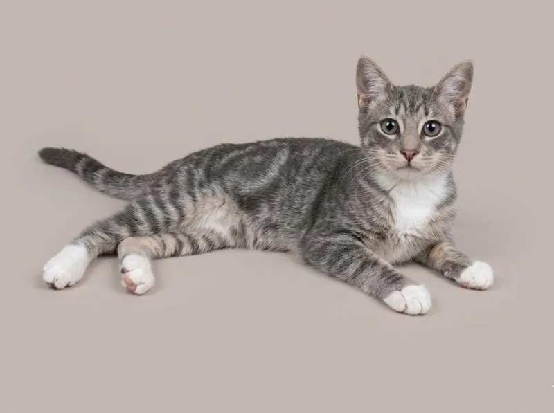 A baby small-sized male Domestic Short Hair cat named Bubba for adoption in San Jacinto, CA