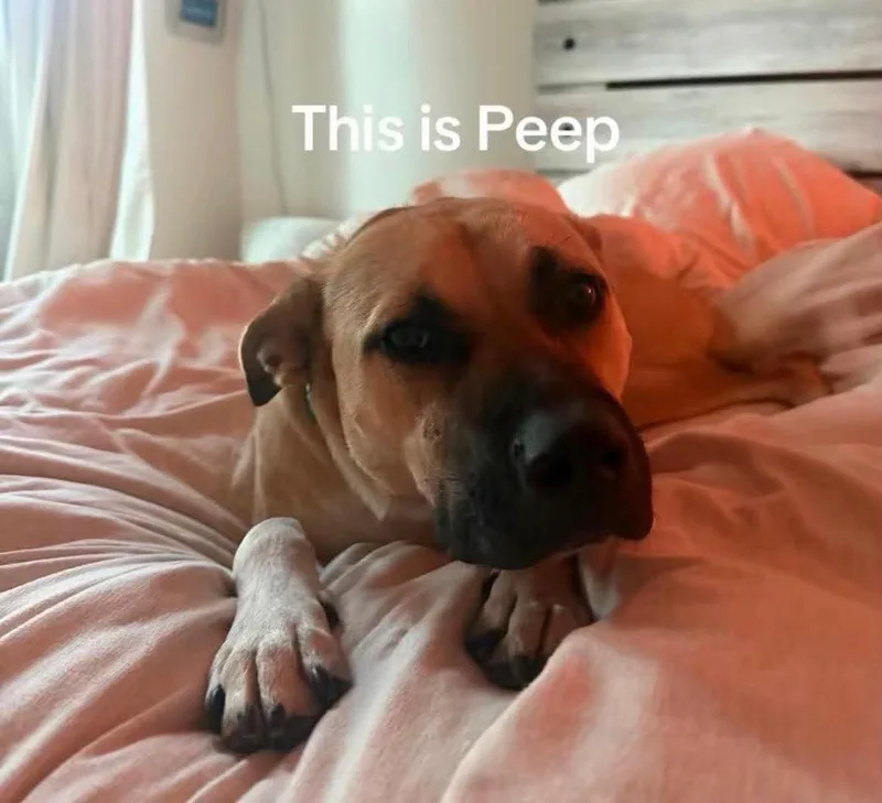 A young medium-sized female Black Mouth Cur dog named Peep for adoption in Roswell, GA