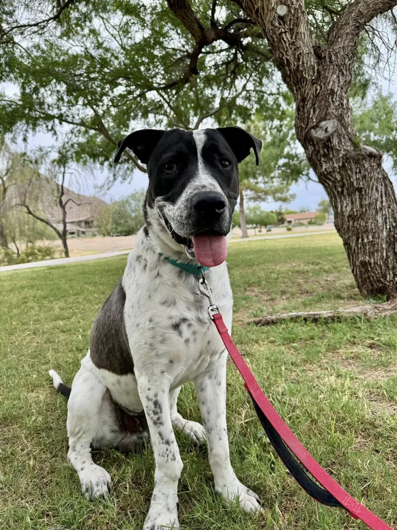 A young large-sized male White / Cream Dogo Argentino dog named Anubis for adoption in Phoenix, AZ
