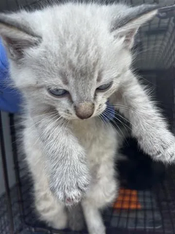 A baby small-sized male Domestic Short Hair cat named Lord Princifer Croissant Dclxv for adoption in Houston, TX