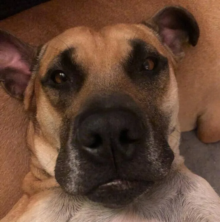 An adult large-sized female American Staffordshire Terrier dog named Sabrina Brandy for adoption in Long Island City, NY