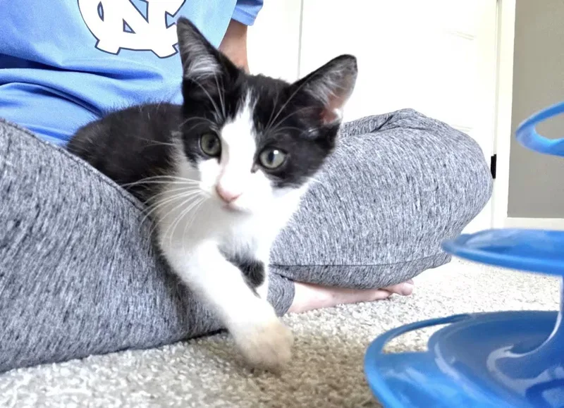 A baby medium-sized male Black & White / Tuxedo Domestic Short Hair cat named Silverstein for adoption in Greensboro, NC