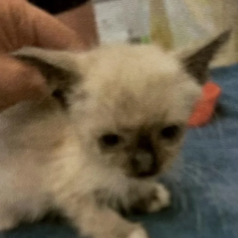 An adult small-sized female Siamese cat named Sweater for adoption in Brevard, NC