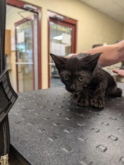 A baby small-sized male Domestic Short Hair cat named Dan for adoption in Independence, MO