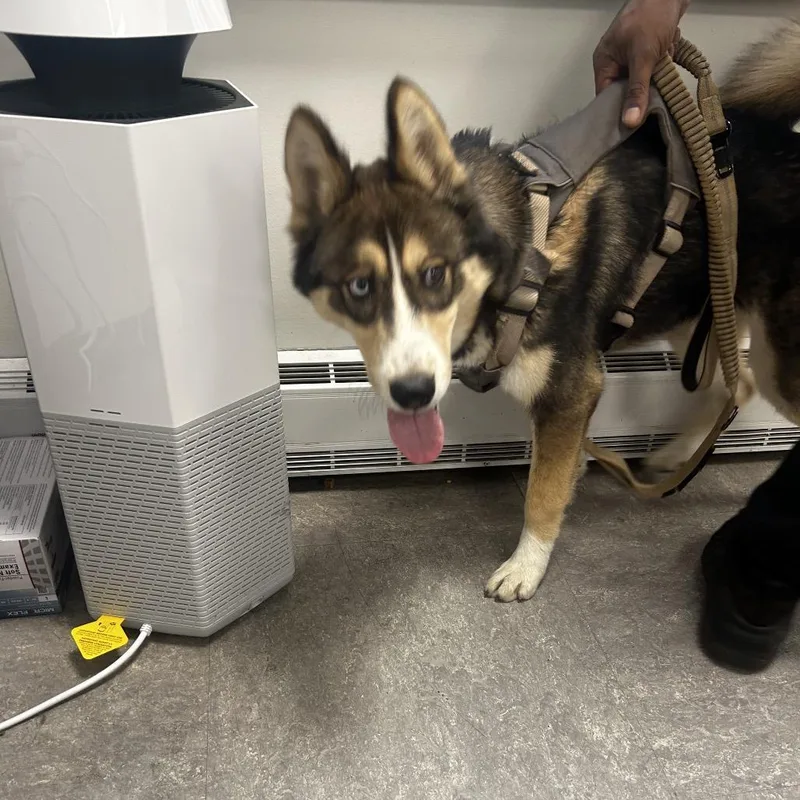 An adult medium-sized male Black Husky dog named Puddle for adoption in Philadelphia, PA