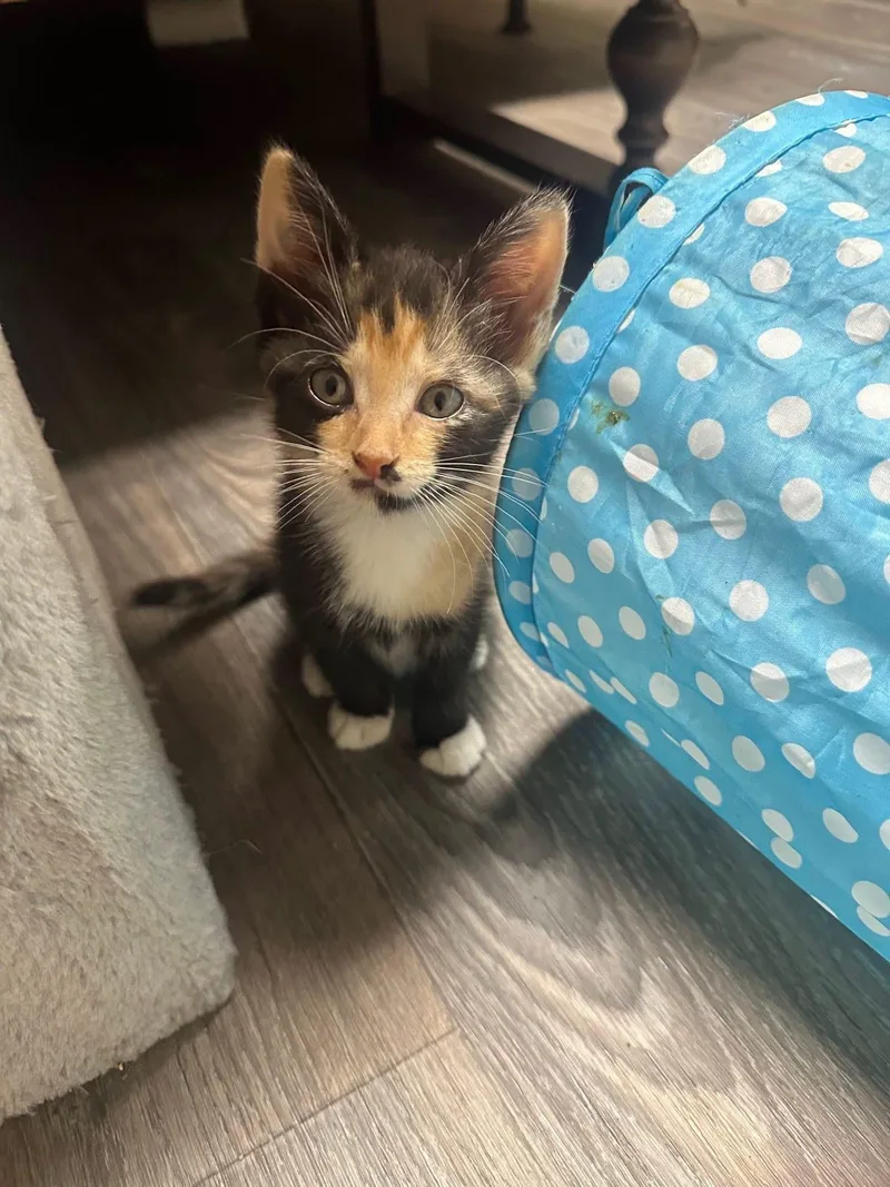 A baby medium-sized female Calico cat named The Makeup Litter for adoption in Providence Forge, VA
