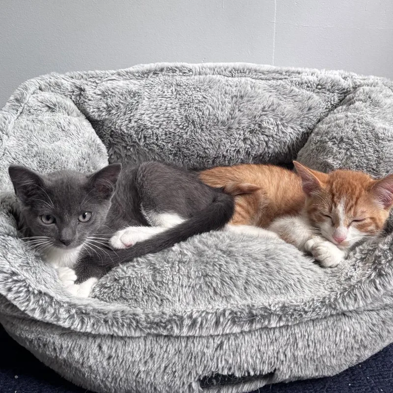 A baby small-sized male Gray / Blue / Silver Domestic Short Hair cat named William for adoption in Hopkinton, MA