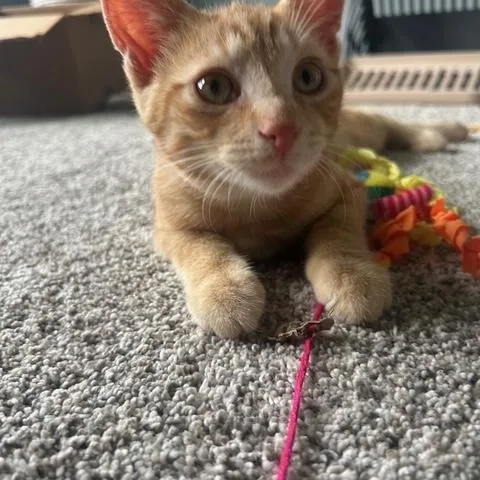 A young medium-sized male Orange / Red Domestic Short Hair cat named Fiji for adoption in Oberlin, OH