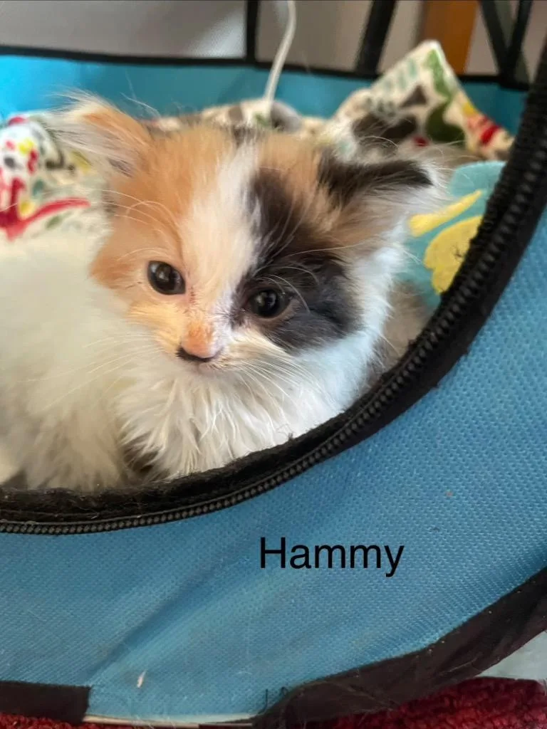 A baby medium-sized female Domestic Short Hair cat named Hammy for adoption in Johnson City, TN