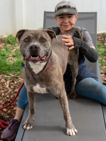 An adult large-sized male Mixed Breed dog named Linkin Park for adoption in Chamblee, GA