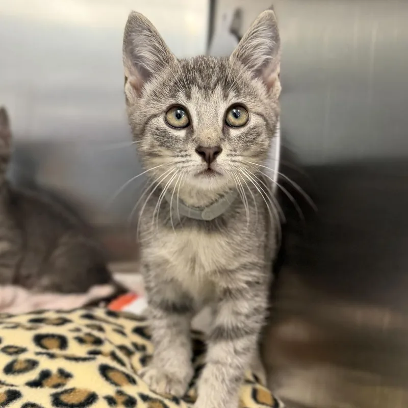 A baby small-sized male Gray / Blue / Silver Domestic Short Hair cat named Lenny for adoption in Marshall, VA