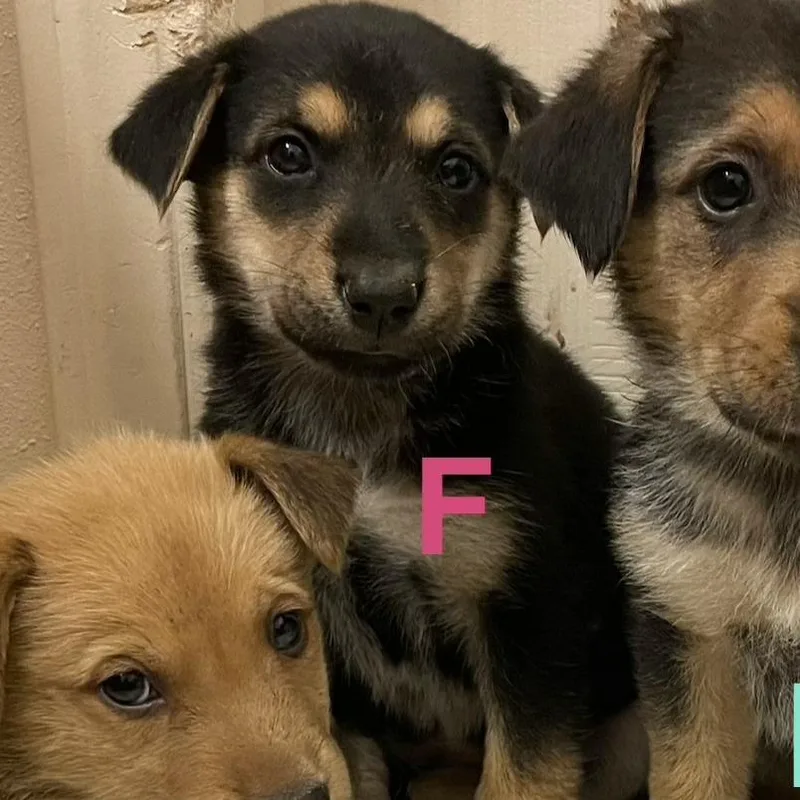 A baby medium-sized female Apricot / Beige Shepherd dog named Georgia for adoption in Tacoma, WA