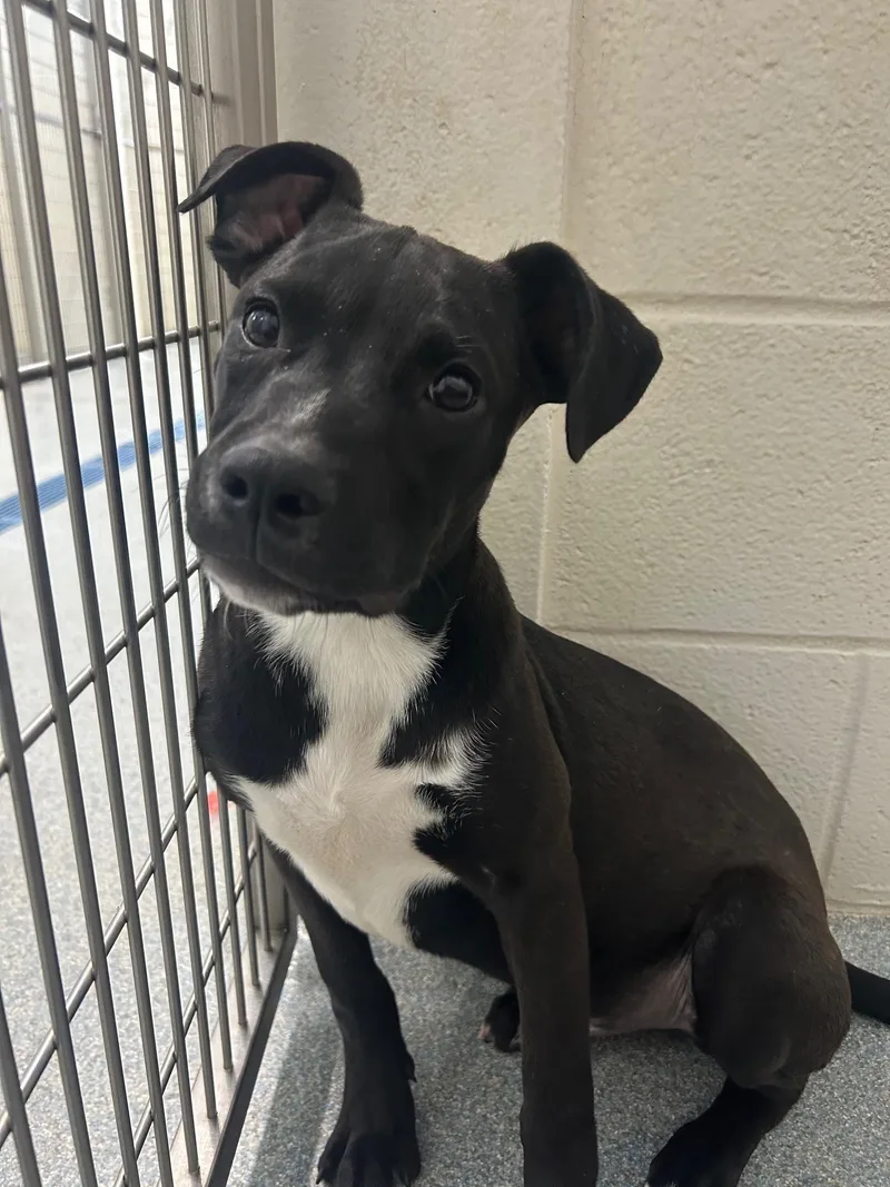 A young medium-sized male Black Mixed Breed dog named Midnight for adoption in St. Joseph, MI