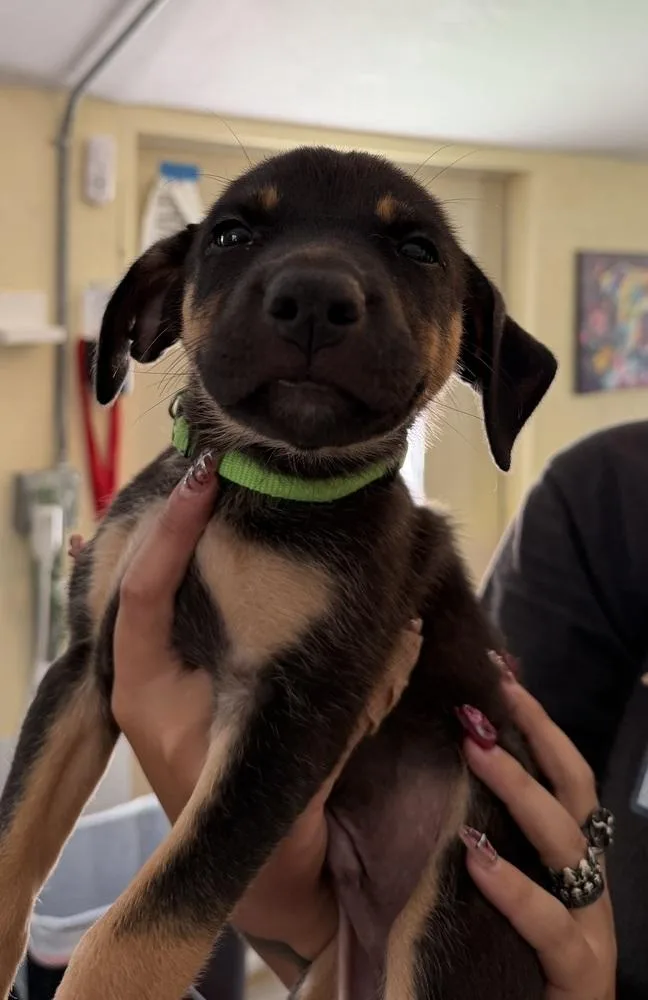 A baby small-sized male Brown / Chocolate American Bulldog dog named Koda  lime green for adoption in Lakeland, FL