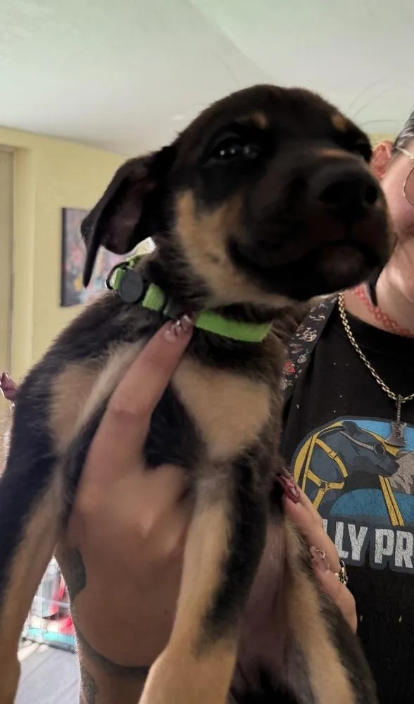 Koda  lime green thumbnail 4