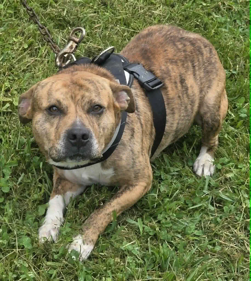 An adult medium-sized male Pit Bull Terrier dog named Bear for adoption in Woodsfield, OH