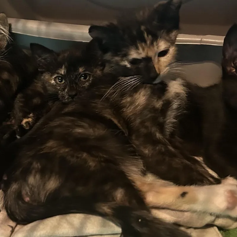 A baby small-sized female Black Domestic Short Hair cat named Klondike for adoption in Veneta, OR