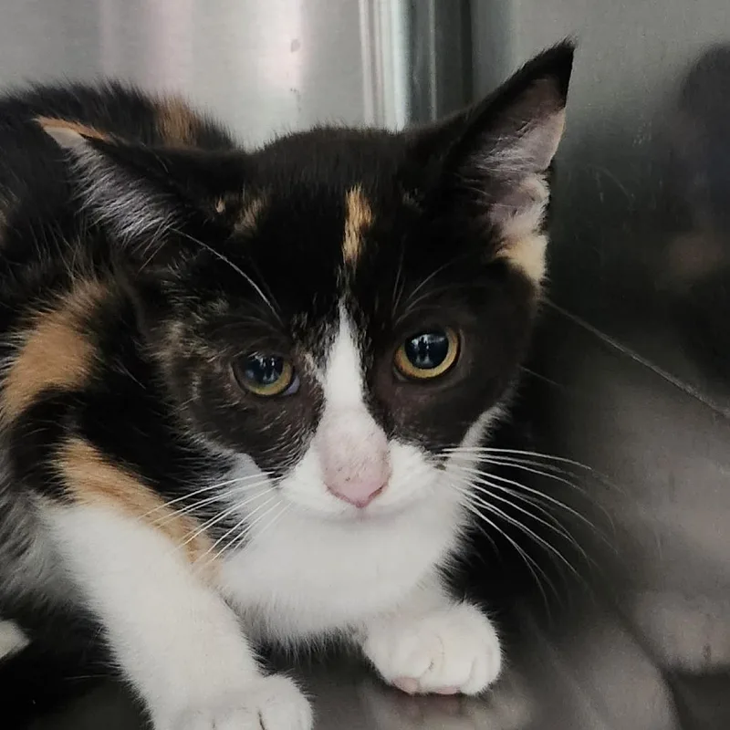 A baby small-sized female Calico Domestic Short Hair cat named Tessa for adoption in Columbia Station, OH