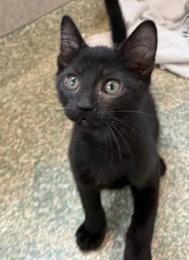 A baby small-sized male Domestic Short Hair cat named Charming for adoption in Washington, DC