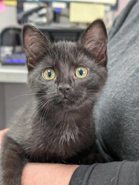 A baby small-sized female Domestic Short Hair cat named Raven for adoption in Canfield, OH